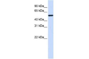 alpha Tubulin 4A antibody used at 1 ug/ml to detect target protein.