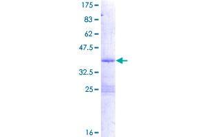 Image no. 1 for phosphodiesterase 6H, CGMP-Specific, Cone, gamma (PDE6H) (AA 1-83) protein (GST tag) (ABIN1314480)