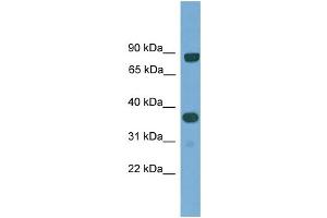 WB Suggested Anti-KHDRBS2 Antibody Titration: 0.
