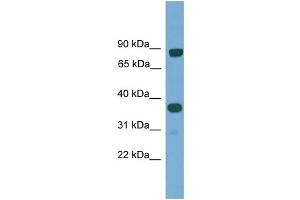 WB Suggested Anti-KHDRBS2 Antibody Titration: 0. (KHDRBS2 anticorps  (N-Term))
