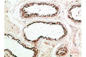 Immunohistochemical analysis of paraffin-embedded human-testis, antibody was diluted at 1:200 (MZB1 anticorps  (AA 1-50))
