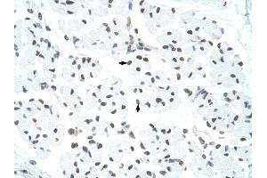 HNRPUL1 antibody was used for immunohistochemistry at a concentration of 4-8 ug/ml to stain Skeletal muscle cells (arrows) in Human Muscle. (HNRNPUL1 anticorps  (C-Term))