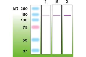 Western Blotting (WB) image for anti-Nephrosis 1, Congenital, Finnish Type (Nephrin) (NPHS1) (AA 53-101), (C-Term) antibody (ABIN870341)