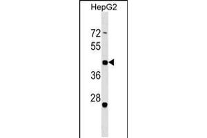 Western blot analysis in HepG2 cell line lysates (35ug/lane). (ZNF547 anticorps  (AA 109-135))