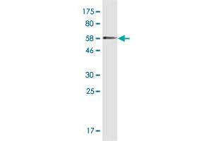 Western Blot detection against Immunogen (54.