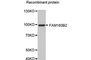Western blot analysis of extracts of recombinant protein, using FAM160B2 antibody. (FAM160B2 anticorps  (AA 420-520))