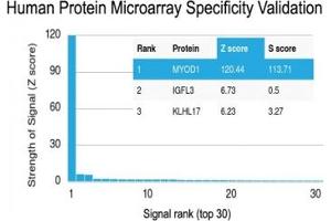 Analysis of HuProt(TM) microarray containing more than 19,000 full-length human proteins using recombinant MyoD1 antibody (clone rMYD712). (MYOD1 anticorps)