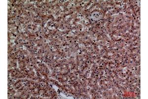 Immunohistochemistry (IHC) analysis of paraffin-embedded Human Liver, antibody was diluted at 1:100. (CEACAM1/5 anticorps  (N-Term))