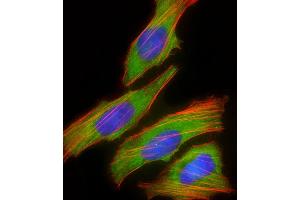 Immunofluorescent analysis of 4 % paraformaldehyde-fixed, 0.