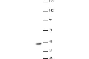 CBX8 antibody (pAb) tested by Western blot. (CBX8 anticorps  (C-Term))