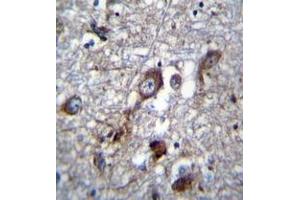 Immunohistochemistry analysis in formalin fixed and paraffin embedded human brain tissue reacted with PLEKHH1 Antibody (C-term) followed which was peroxidase conjugated to the secondary antibody and followed by DAB staining. (PLEKHH1 anticorps  (C-Term))