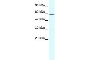 WB Suggested Anti-GTF2E1 Antibody Titration:  0.