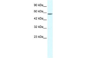 WB Suggested Anti-GTF2E1 Antibody Titration:  0. (GTF2E1 anticorps  (C-Term))