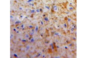 IHC-P analysis of Brain tissue, with DAB staining. (Apelin anticorps  (AA 24-77))