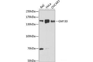 Western blot analysis of extracts of various cell lines using GM130 Polyclonal Antibody at dilution of 1:1000. (Golgin A2 (GOLGA2) anticorps)