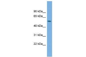 WB Suggested Anti-GAS8 Antibody Titration:  0. (GAS8 anticorps  (Middle Region))