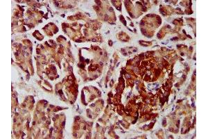 IHC image of ABIN7148018 diluted at 1:400 and staining in paraffin-embedded human pancreatic tissue performed on a Leica BondTM system. (COPG2 anticorps  (AA 676-823))