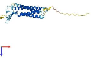 AlphaFold protein structure predicition of Mouse Recombinant Cldn4 Protein, UniprotID O35054
