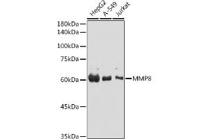 Western blot analysis of extracts of various cell lines, using MMP8 antibody (ABIN3015770, ABIN3015771, ABIN3015772 and ABIN6219115) at 1:1000 dilution. (MMP8 anticorps  (AA 101-467))