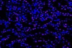 Immunofluorescent analysis of paraformaldehyde-fixed rat kidney using,UCKL1 (ABIN7076157) at dilution of 1: 4000