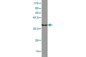 Western Blot detection against Immunogen (33. (CCL3 anticorps  (AA 24-92))