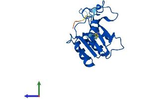 AlphaFold protein structure predicition of Human Recombinant DCTD Protein, UniprotID P32321