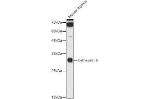 Western blot analysis of extracts of Mouse thymus, using Cathepsin B antibody (ABIN3021175, ABIN3021176, ABIN3021177 and ABIN6214050) at 1:1000 dilution. (Cathepsin B anticorps  (AA 1-339))