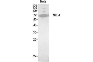 Western Blot (WB) analysis of HeLa, HBE cells using Neuregulin-1 Polyclonal Antibody. (Neuregulin 1 anticorps  (Internal Region))