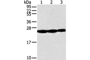 Western blot analysis of Human fetal muscle tissue Raji and Jurkat cell using NDUFB10 Polyclonal Antibody at dilution of 1:300 (NDUFB10 anticorps)