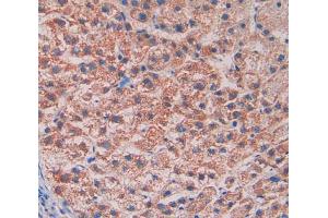 IHC-P analysis of liver tissue, with DAB staining. (Reelin anticorps  (AA 3142-3460))
