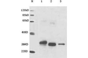 Lane M: MarkerLane 1: GST-Cart (N-terminal) Lane 2: His-GST-His (internal) Lane 3: cMyc-GST (C-terminal) Primary antibody: 1 µg/mL Anti-GST Monoclonal Antibody (Mouse) (ABIN396865) Secondary antibody: Goat Anti-Mouse IgG (H&L) [HRP] Polyclonal Antibody (ABIN398387, 1: 20,000) (GST anticorps)