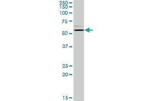 CAP1 MaxPab rabbit polyclonal antibody. (CAP1 anticorps  (AA 1-475))