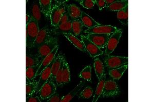Confocal immunofluorescence image of HeLa cells using CD44 Mouse Monoclonal Antibody (HCAM/918) in Green (CF488) and Reddot is used to label the nuclei Red. (CD44 anticorps)