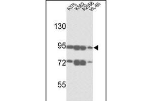 Western blot analysis of ABCB5 Antibody (N-term) (ABIN390068 and ABIN2840592) in , K562,  and HL-60 cell line lysates (35 μg/lane).