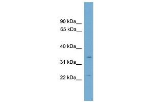 WB Suggested Anti-Vgll2 Antibody Titration: 0. (VGLL2 anticorps  (C-Term))