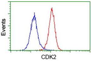 Image no. 2 for anti-Cyclin-Dependent Kinase 2 (CDK2) antibody (ABIN1497396) (CDK2 anticorps)