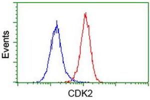 Image no. 2 for anti-Cyclin-Dependent Kinase 2 (CDK2) antibody (ABIN1497396)