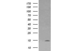 Image no. 1 for anti-Lysozyme (LYZ) antibody (ABIN1499236) (LYZ anticorps)