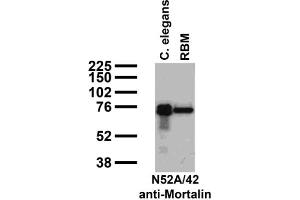 Immunoblot against crude C. (HSPA9 anticorps  (AA 551-766))