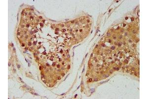 IHC image of ABIN7161183 diluted at 1:300 and staining in paraffin-embedded human testis tissue performed on a Leica BondTM system.