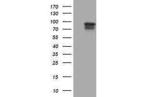 Image no. 1 for anti-Spastic Paraplegia 7 (SPG7) (AA 300-573) antibody (ABIN1491369) (SPG7 anticorps  (AA 300-573))