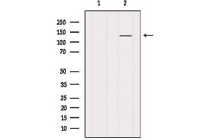Western blot analysis of extracts from 3t3, using NMDAR1 Antibody. (GRIN1/NMDAR1 anticorps  (C-Term))