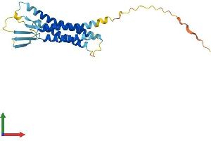 AlphaFold protein structure predicition of Mouse Recombinant Cldn17 Protein, UniprotID Q8BXA6