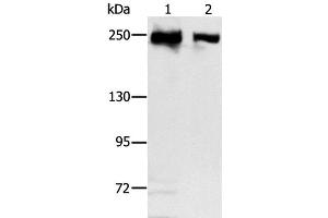 Western Blot analysis of Hela and 293T cell using MCM3AP Polyclonal Antibody at dilution of 1:350 (GANP anticorps)