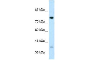 WB Suggested Anti-DCST1 Antibody Titration:  0. (DCST1 anticorps  (C-Term))