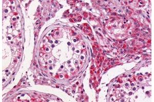 Anti-GPR64 antibody  ABIN1048856 IHC staining of human testis.