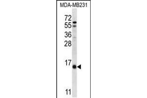 Western blot analysis in MDA-MB231 cell line lysates (35ug/lane). (HINT3 anticorps  (N-Term))