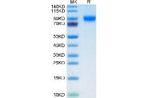 Biotinylated Human Siglec-4a/MAG on Tris-Bis PAGE under reduced condition.