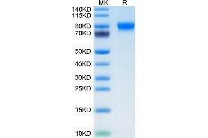Biotinylated Human Siglec-4a/MAG on Tris-Bis PAGE under reduced condition. (MAG Protein (AA 20-516) (His-Avi Tag,Biotin))