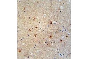 Immunohistochemistry analysis in formalin fixed and paraffin embedded human brain tissue reacted with GTPBP8 Antibody (Center) followed which was peroxidase conjugated to the secondary antibody and followed by DAB staining.